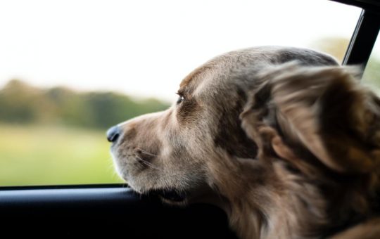 divieti cani auto - giornale motori.it