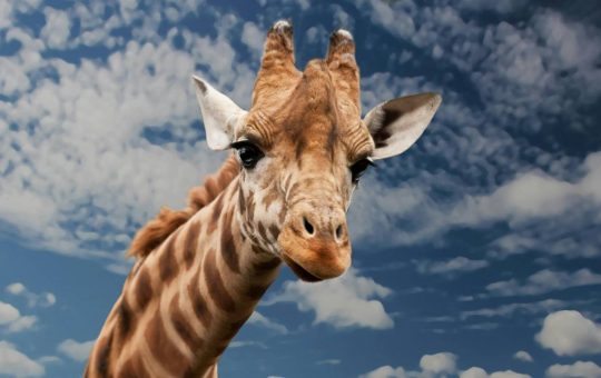 La legge della giraffa - fonte Pexels - giornalemotori.it