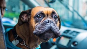 Cane a Bordo: queste sono le auto migliori