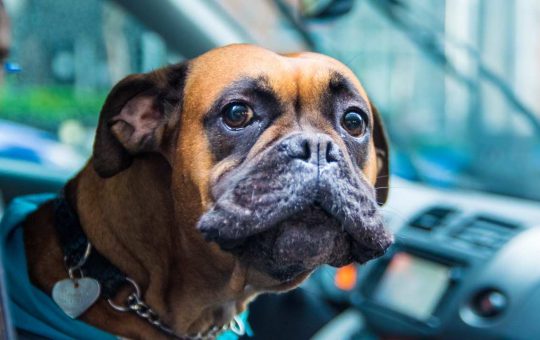 Cane a Bordo: queste sono le auto migliori